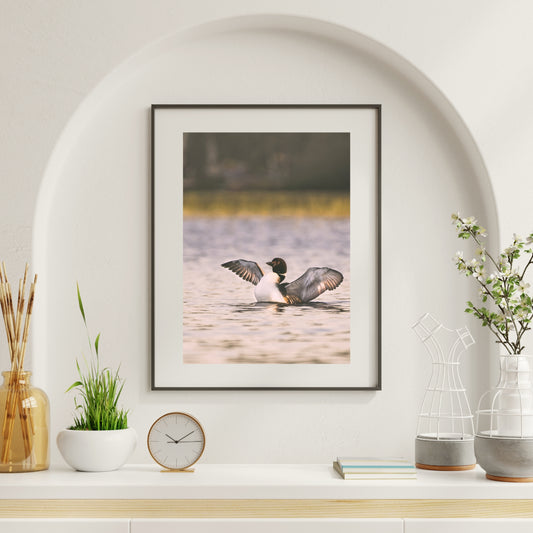 Canadian Loon Framed Print