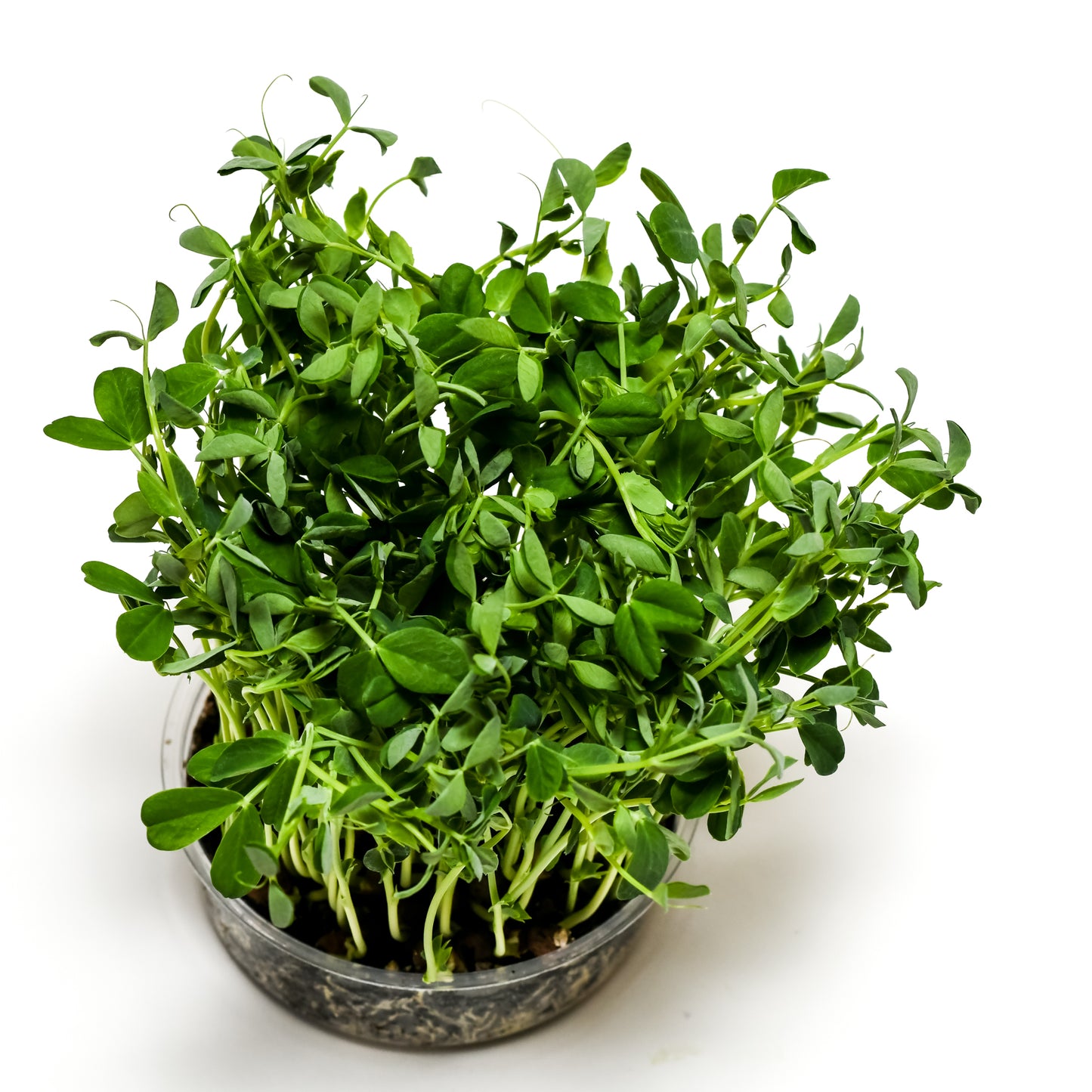 Sweet Pea Microgreens