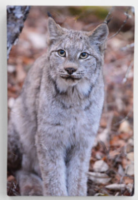 Wild Lynx Printed on Canvas