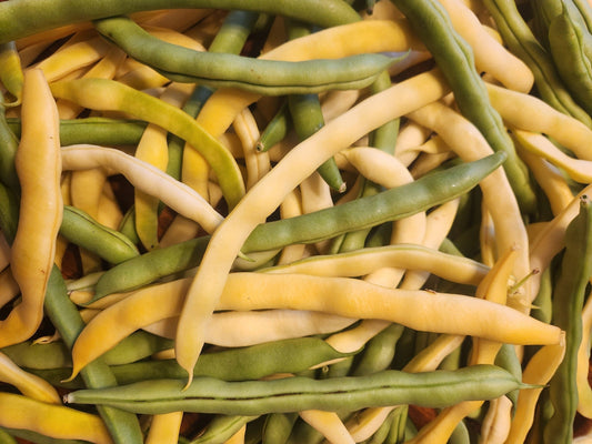 Bean Season