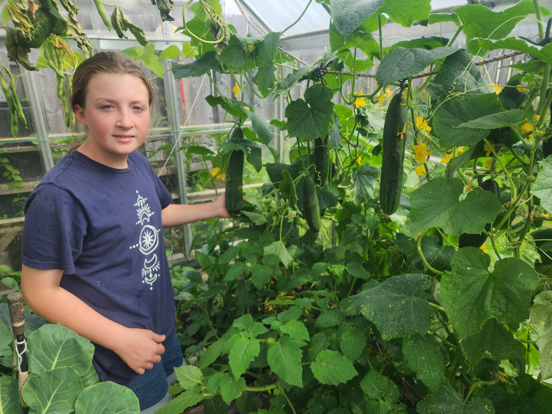 Greenhouse Cukes by Jaz
