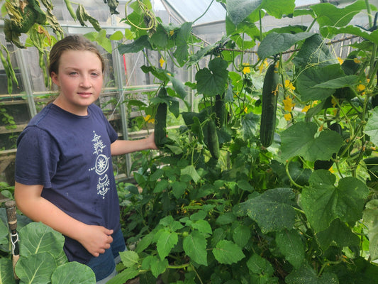 Greenhouse Cukes by Jaz