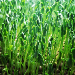 Sweet Pea Microgreens