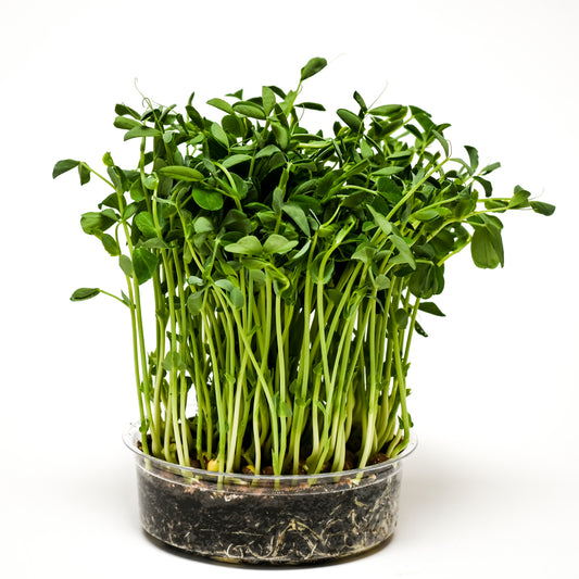 Sweet Pea Microgreens