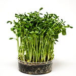 Load image into Gallery viewer, Sweet Pea Microgreens
