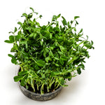 Load image into Gallery viewer, Sweet Pea Microgreens
