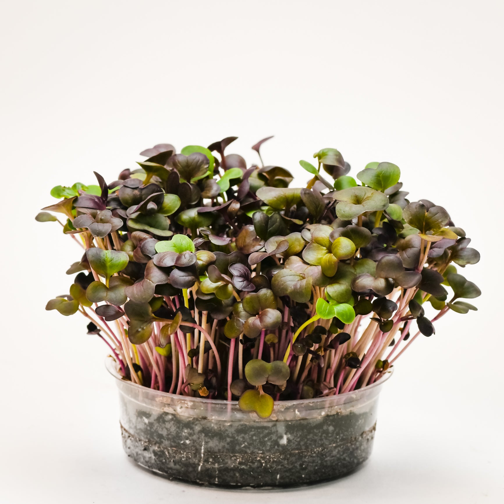 Red Radish Microgreens