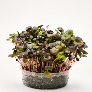Red Radish Microgreens