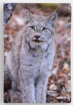 Load image into Gallery viewer, Wild Lynx Printed on Canvas
