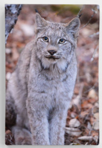 Wild Lynx Printed on Canvas