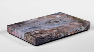Wild Lynx Printed on Canvas
